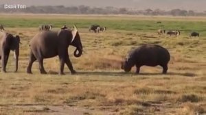 Бегемот в деле! Бегемот против льва, крокодила, слона...