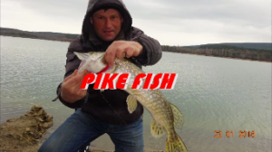 На живца зимой щука с берега.2018г.