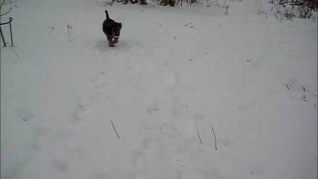 Welsh Terriers in Yemelyan winter-2018.