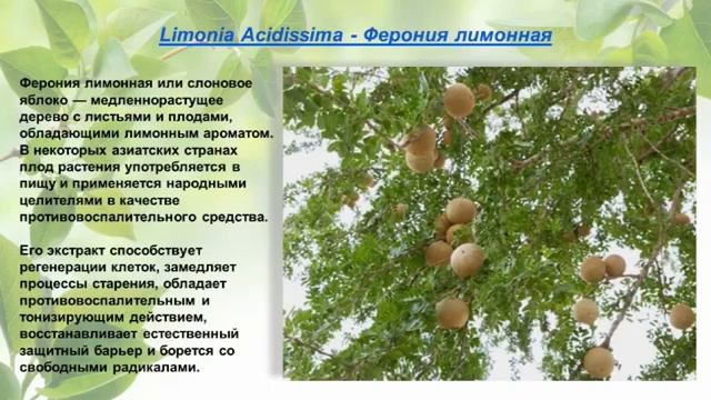 Обзор набора Sealuxe (Швецария) от Greenleaf и его состава. Доступен только партнёрам компании. смотреть онлайн