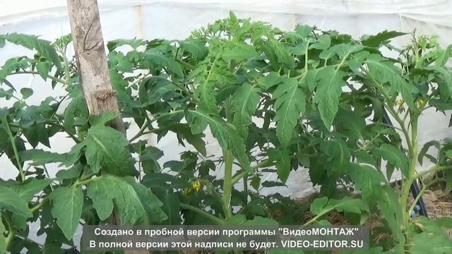 Подкормка томатов: 1-я и 2-я кисть смотреть онлайн