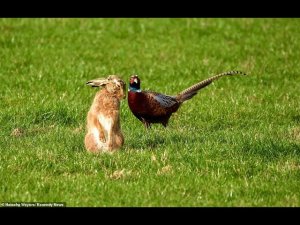 ШИКАРНАЯ НАРЕЗКА МОМЕНТОВ С МОИХ ОХОТ.mp4