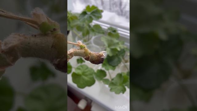 Укоренение черенков пеларгонии в воде❤️ #пеларгония #flowers #цветоводство смотреть онлайн