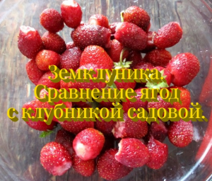 Земклуника. Сравнение ягод с клубникой садовой.