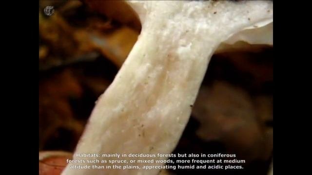 Lactarius Uvidus. Champimaginatis. English Text.