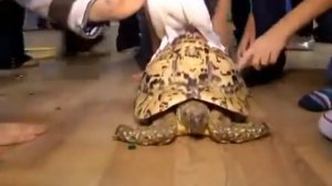 Дрессированные животные