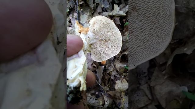 Hedgehog mushrooms