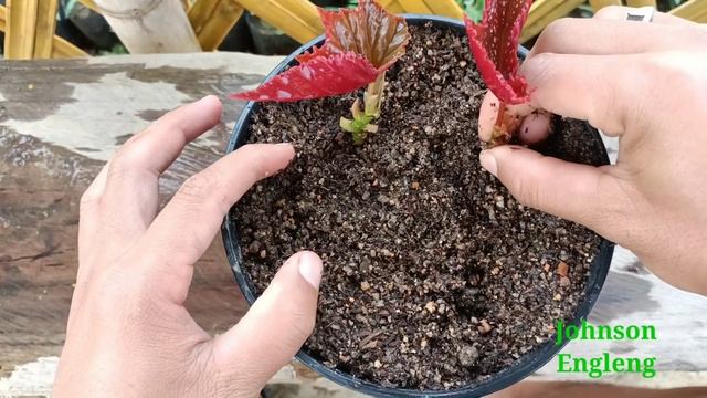 How to grow begonia | begonia gryphon propagation | begonia cuttings смотреть онлайн
