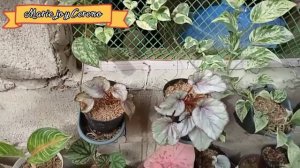 Garden tour /Halaman na meron sa glenda's garden /@mariejoycereno #houseplants #aglonema #plant