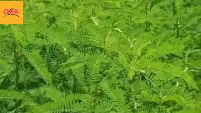 Weeds control in Canola and Mustard its methods , Raya, Hybrid Canola, Dual Gold@abidaliagrarian. смотреть онлайн