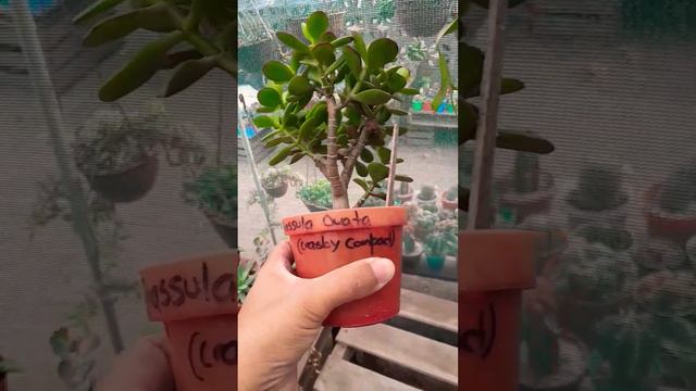 Crassula Ovata (crasby compact) 😊 смотреть онлайн