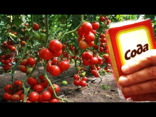 БУДЕТЕ СОБИРАТЬ УРОЖАЙ ВЕДРАМИ ДО ОСЕНИ. Сода — эффективная подкормка для томатов.