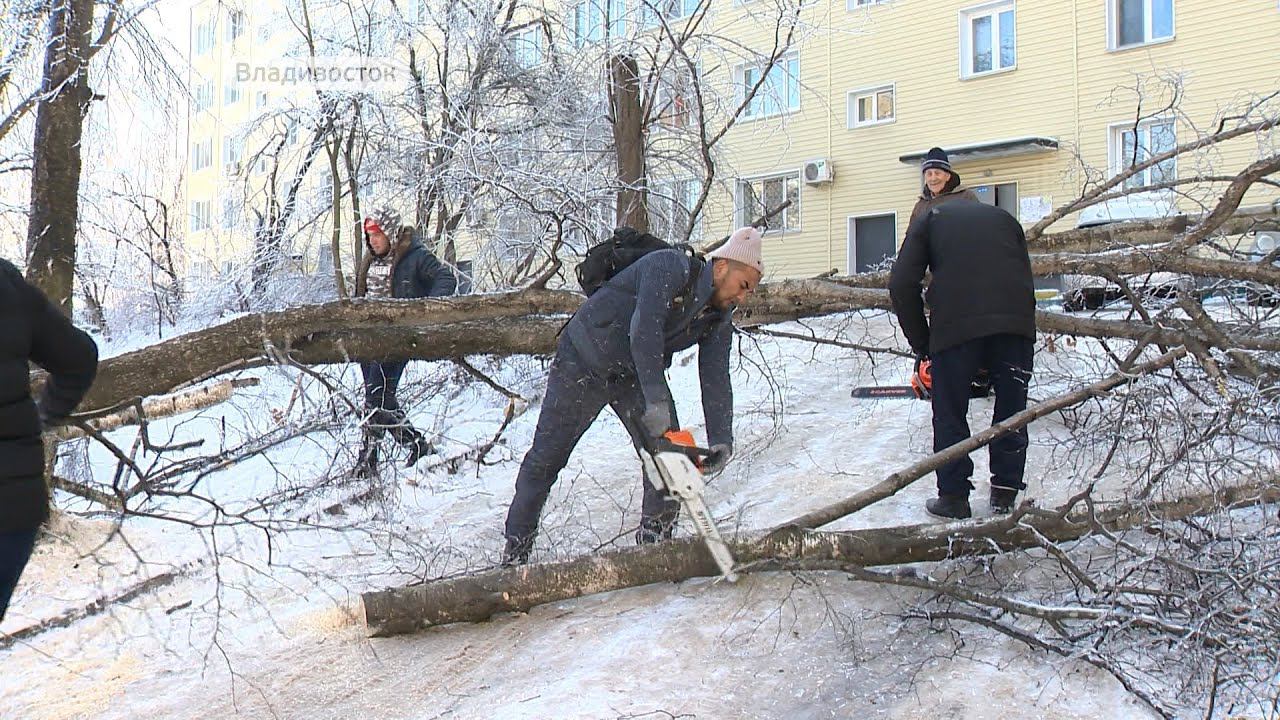 Пилить упавшие деревья. Деревья Владивостока. Пилят дерево в городе. Расчистка дороги от завала. Упавшее дерево зимой.