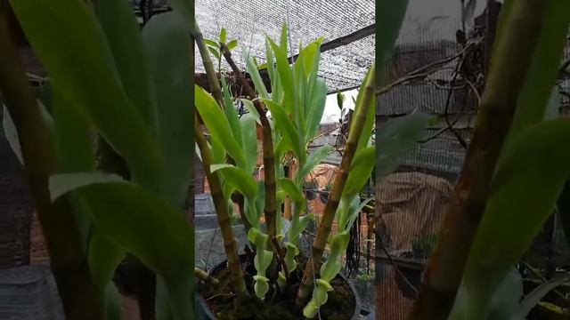 Lan Bạch Hạc Thunia смотреть онлайн