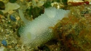 МОРСКИЕ СЛИЗНИ - Красавцы подводного царства
