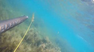 Подводная охота на форель в Чёрном море 2022 г.