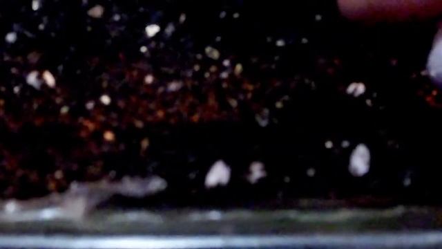 Посадка гейхеры из семян смотреть онлайн