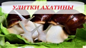 Улитки Ахатины. Содержание разведение и чем кормить улиток Ахатин