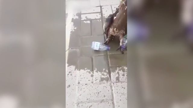 ЖИВОТНЫЕ, КОТОРЫЕ ОБРАТИЛИСЬ К ЛЮДЯМ ЗА ПОМОЩЬЮ смотреть онлайн