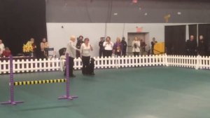 Westminster obedience 2016 Pepsi