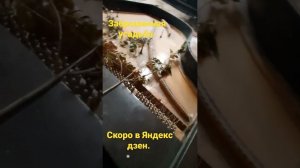 заброшенная усадьба.