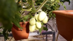 Томат на гидропонике. Плодоношение