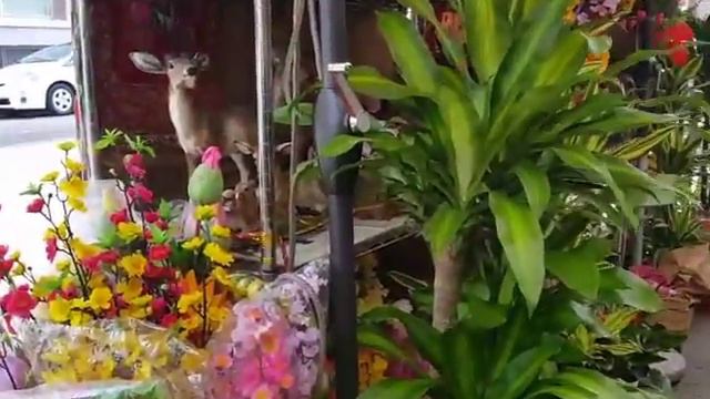 What You Can Do to Bring Good Luck to the Chinese Rooster Year. смотреть онлайн