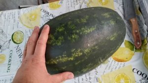 Арбуз 2022 Беларусь. Мирсини. Лучший из крупноплодных в сезоне. Ч.1