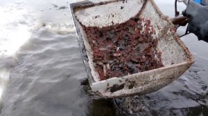 мотыль добыча