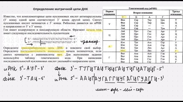 Биосинтез белка: матричная (транскрибируемая) цепь ДНК. Задание 28 ЕГЭ по биологии смотреть онлайн