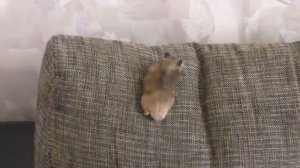 Нужно ли выгуливать хомяков? Как быстро приручить хомяка?