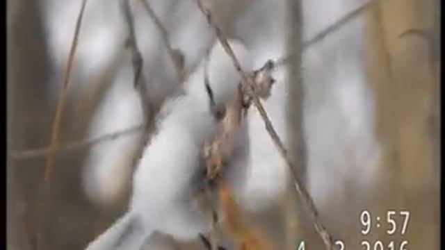БЕЛАЯ ЛАЗОРЕВКАкнязёк - крупный план
