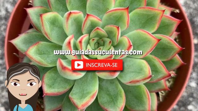 Echeveria Mebina: Tudo Sobre Essa Suculenta смотреть онлайн
