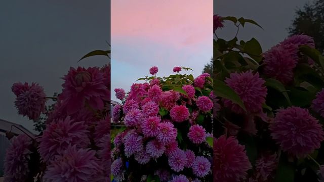 Клематисы на фоне необыкновенного вечернего неба
