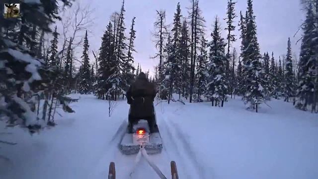 Оленеводство в ЯНАО / Шурышкарский район / Reindeer breeding in YaNAO / Shuryshkarsky district