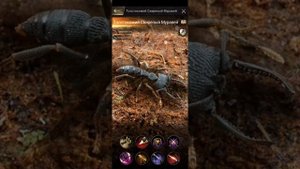 ЛУЧШИЕ СПЕЦы для СТРЕЛКОВ! Моё мнение! Бонус: вылупился оранж! The Ants: Underground Kingdom