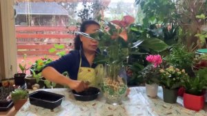 How to plant Anthurium into vase / how to grow Anthurium in glass