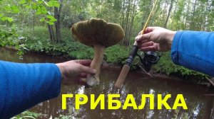 #443 Грибалка | Форель, грибы, ягоды |