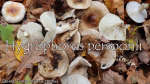 Гигрофор Персона | Hygrophorus persoonii