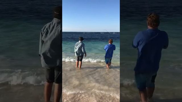 Sambo vs Pindar prince смотреть онлайн