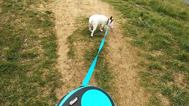 Поводок Flexi New Comfort смотреть онлайн