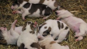 обустройство щенятника || как вырастить щенков || САО