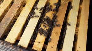 зимовка пчел на улице город Оренбург ,Весна пришла и пчёлы живы