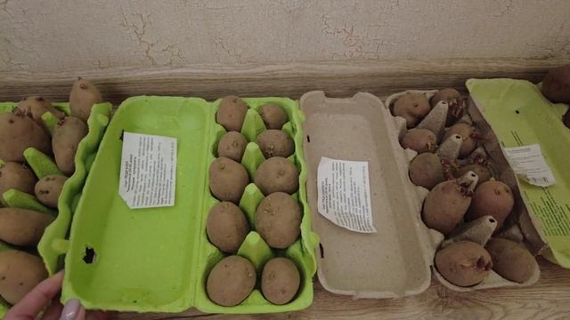 ОГОРОД в КВАРТИРЕ: РАССАДА на 2021 год и БАЛКОННОЕ ЧУДО (помидоры) в Апреле смотреть онлайн