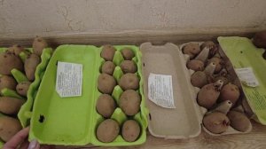 ОГОРОД в КВАРТИРЕ: РАССАДА на 2021 год и БАЛКОННОЕ ЧУДО (помидоры) в Апреле