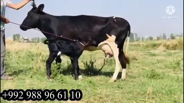 Моли зур сершир 2 июня 2023 г. смотреть онлайн