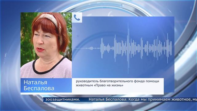 В Иркутской области стали чаще кусаться собаки смотреть онлайн