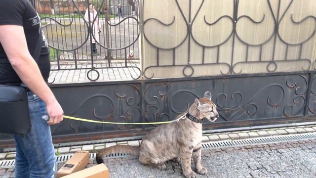 Пума против Чихуахуа смотреть онлайн