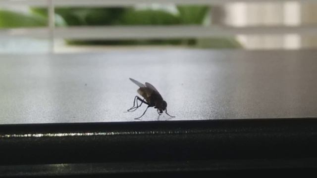 Какая чистоплотная муха)))) смотреть онлайн