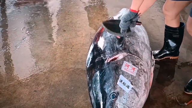 Разделка Голубого ТУНЦА, Суши из Тунца ОТОРО / Японская КУХНЯ... смотреть онлайн